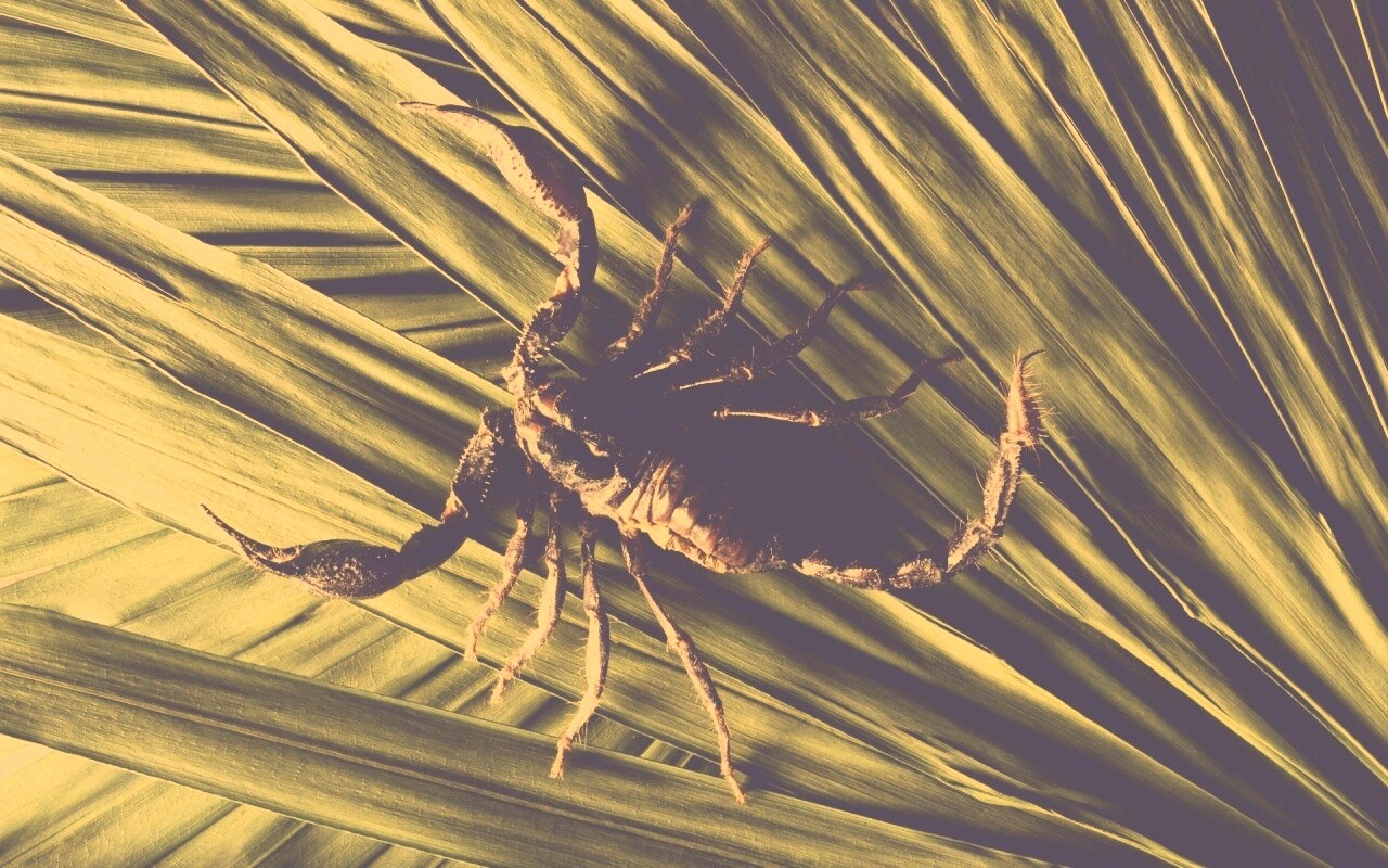 Скорпион на траве обои