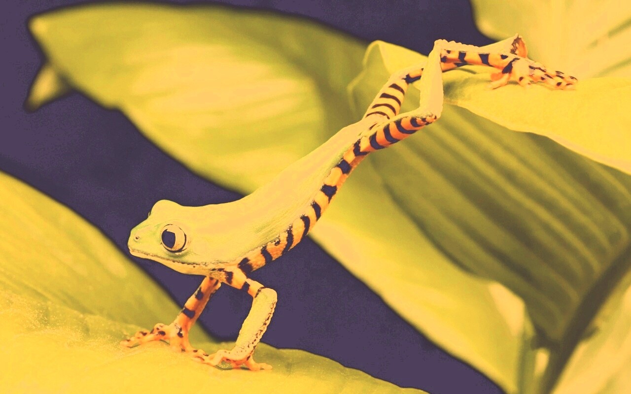 Лягушка переползает с листа на лист обои