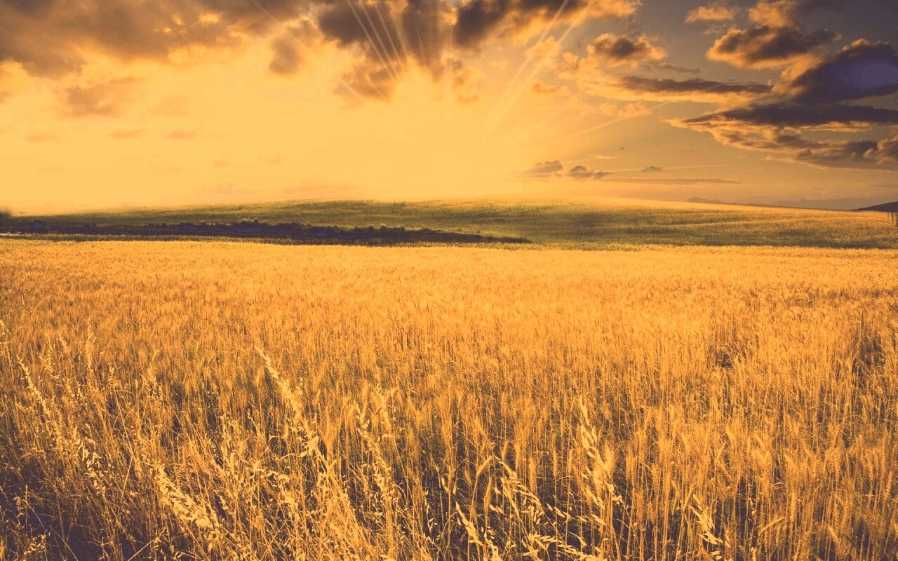 Восход над пшеничным полем обои