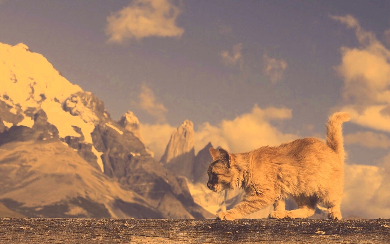 Рыжий котик в горах обои