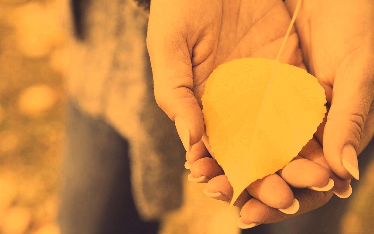 Осенний лист в руках обои