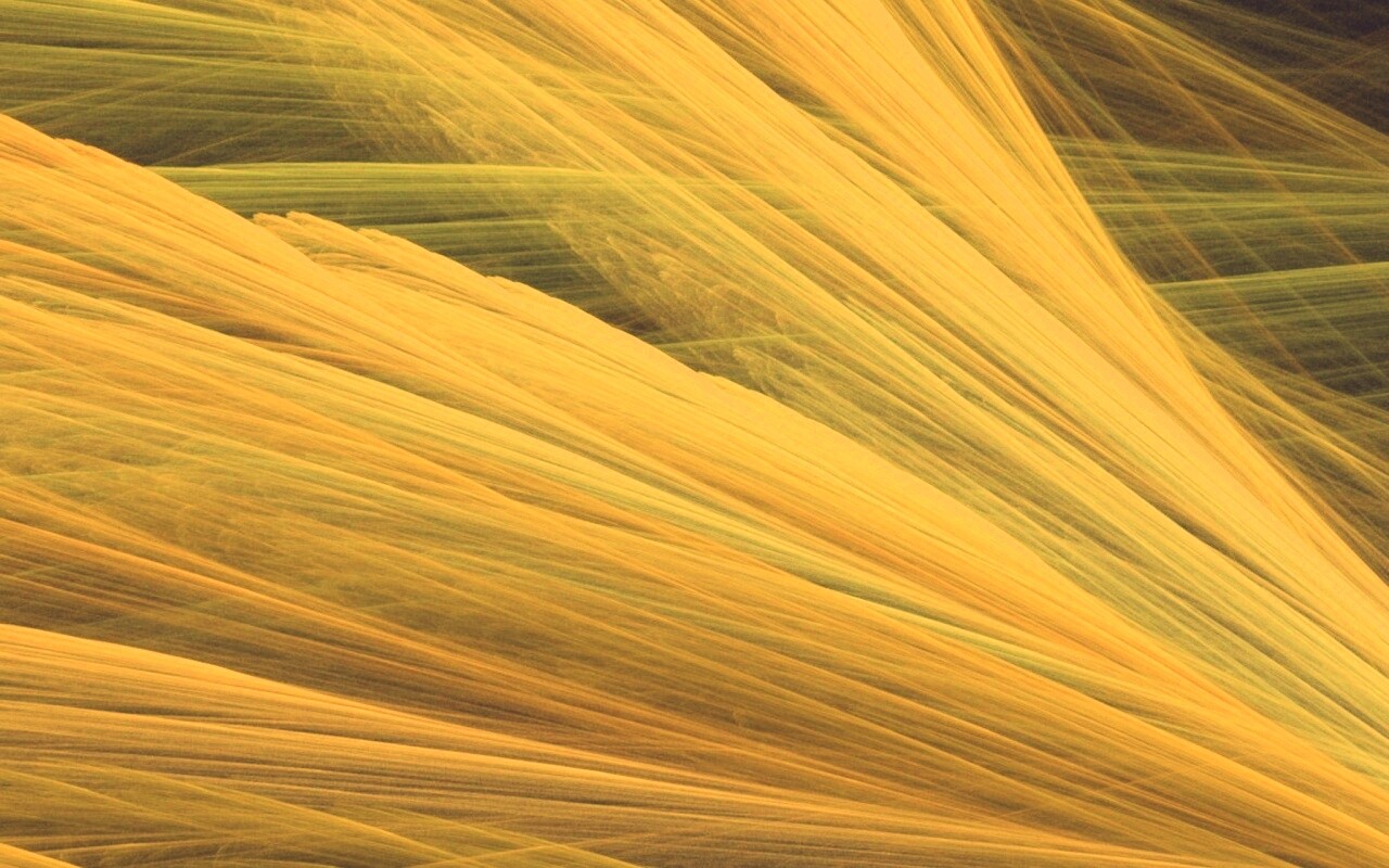 Прозрачные зеленоватые крылья обои