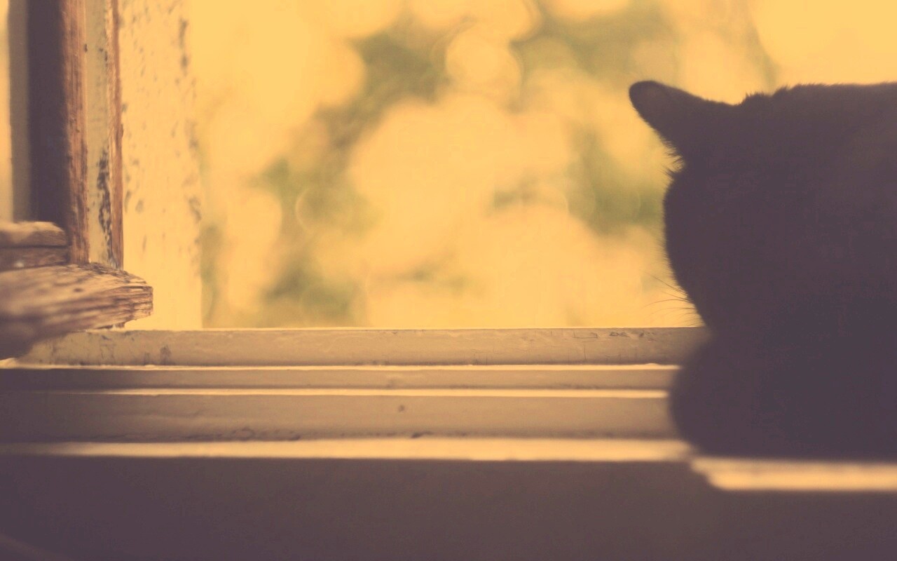 Дремлющий на окне черный кот обои