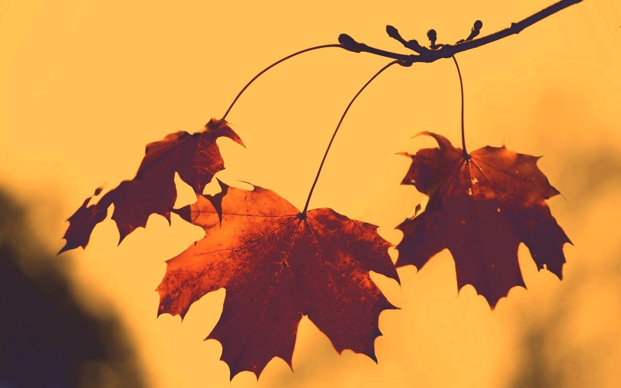 Покрасневшие листья клена обои