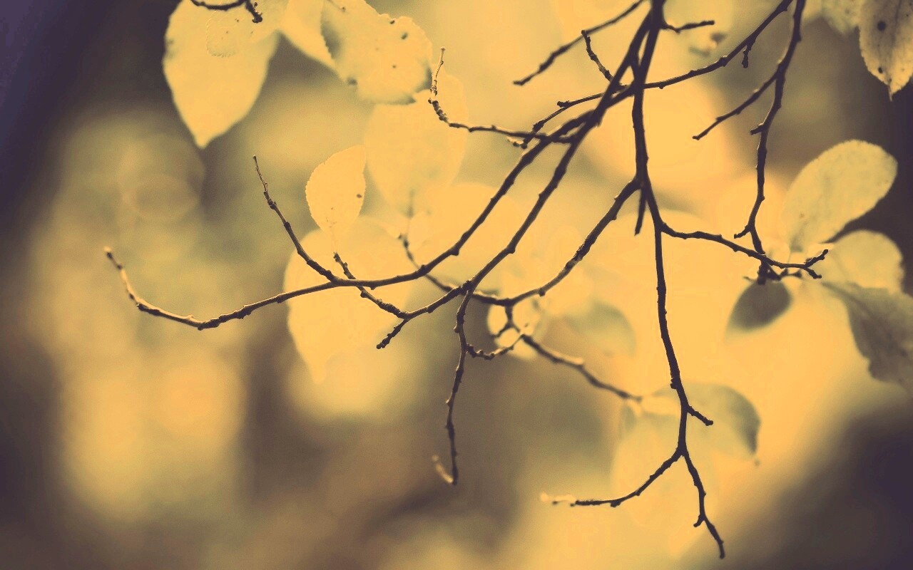 Осенние ветки без листьев обои