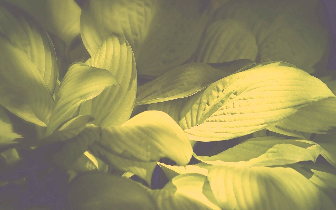 Хитросплетение зеленых листьев обои