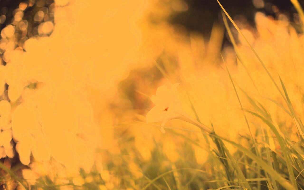 Цветок затерявшийся в траве обои