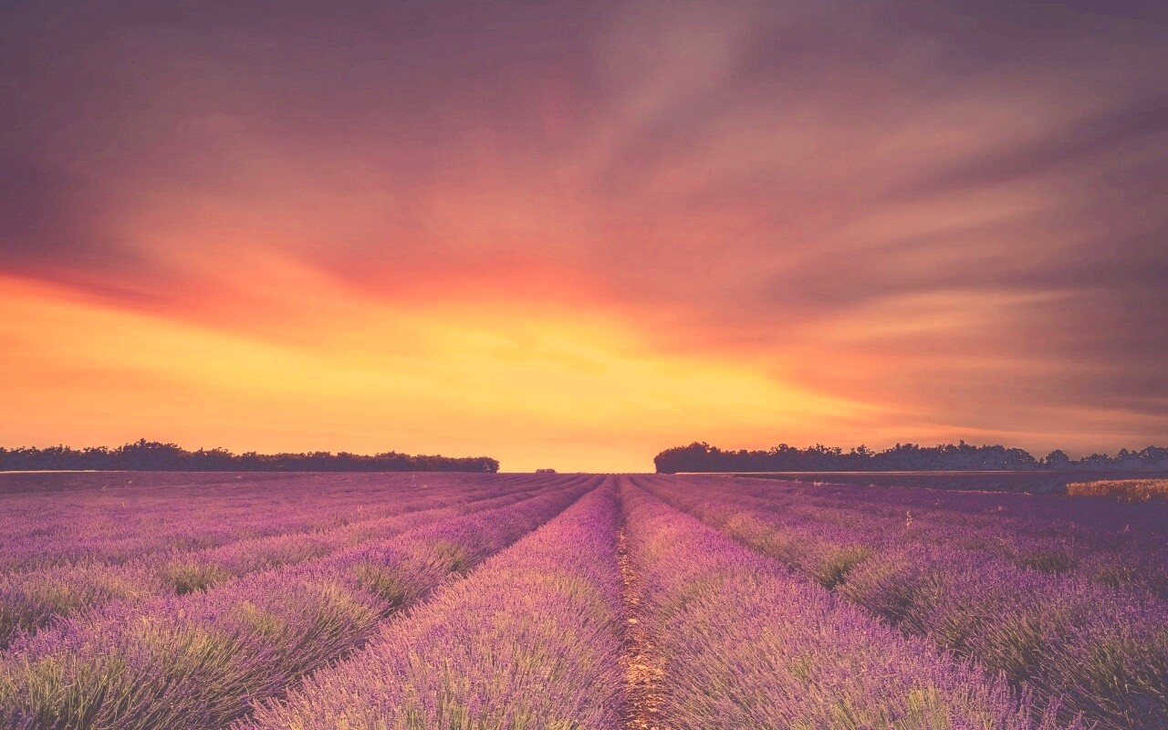 Поле фиолетовых цветов на закате обои