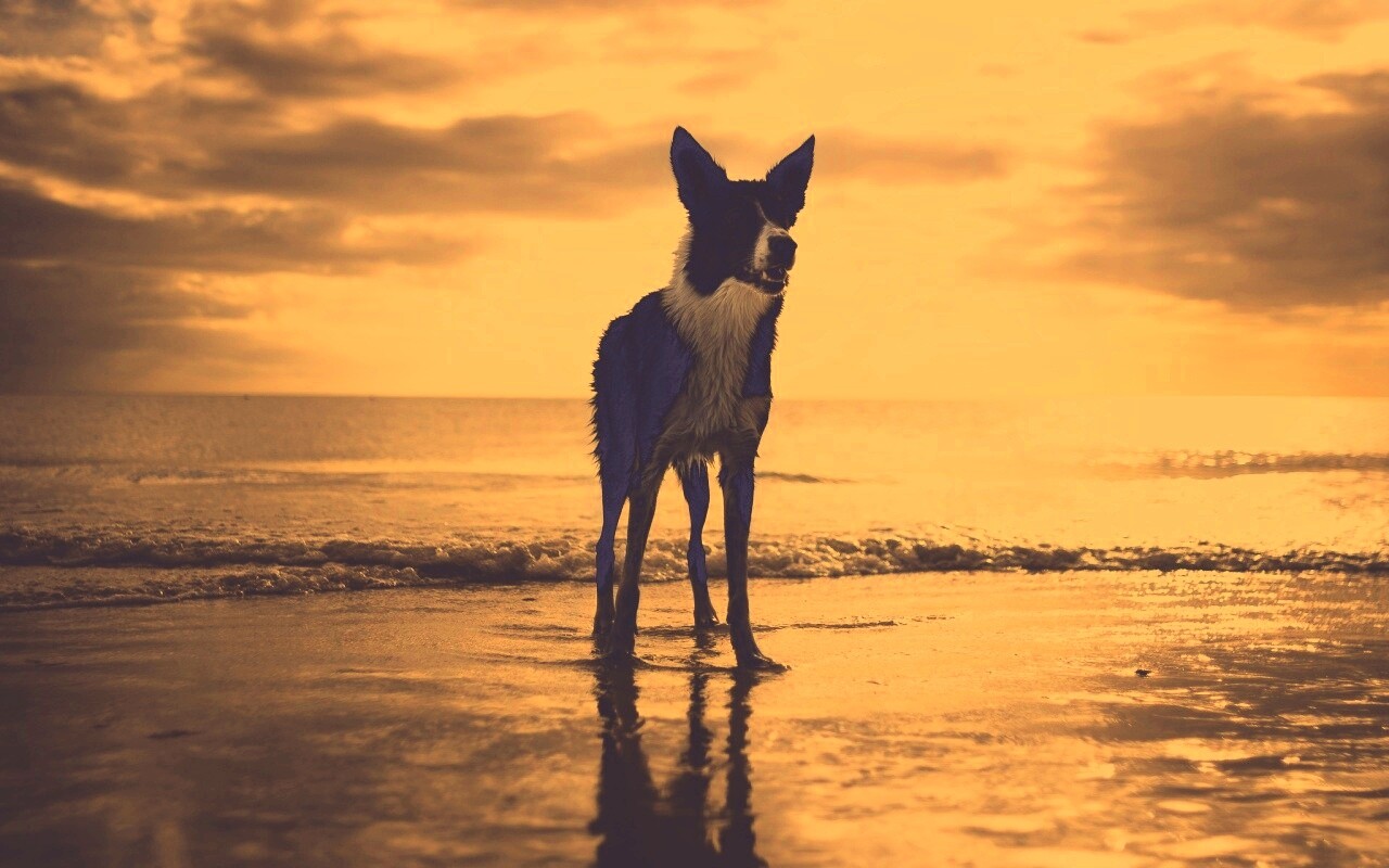 Собачка на пляже обои