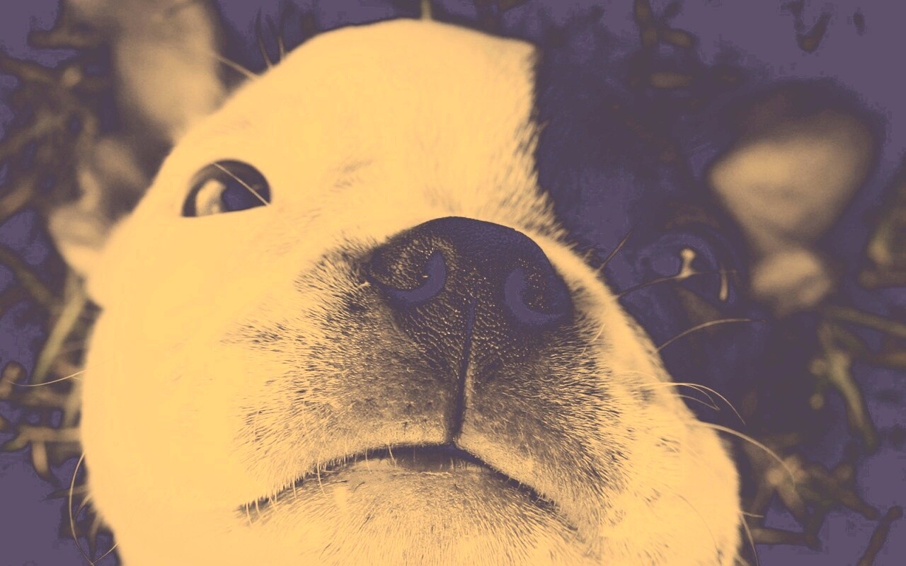 Бостонский терьер обои