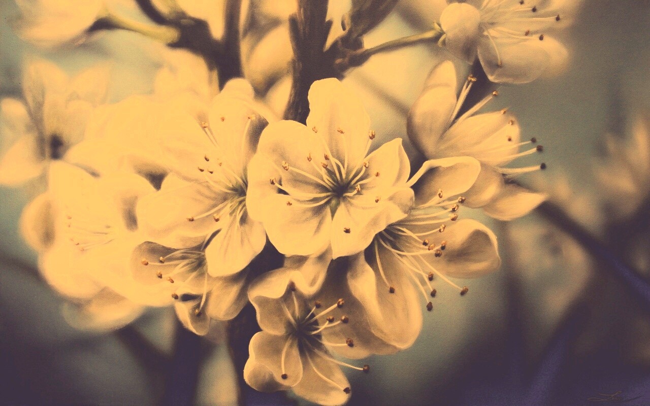 Яблоня в цвету картина обои