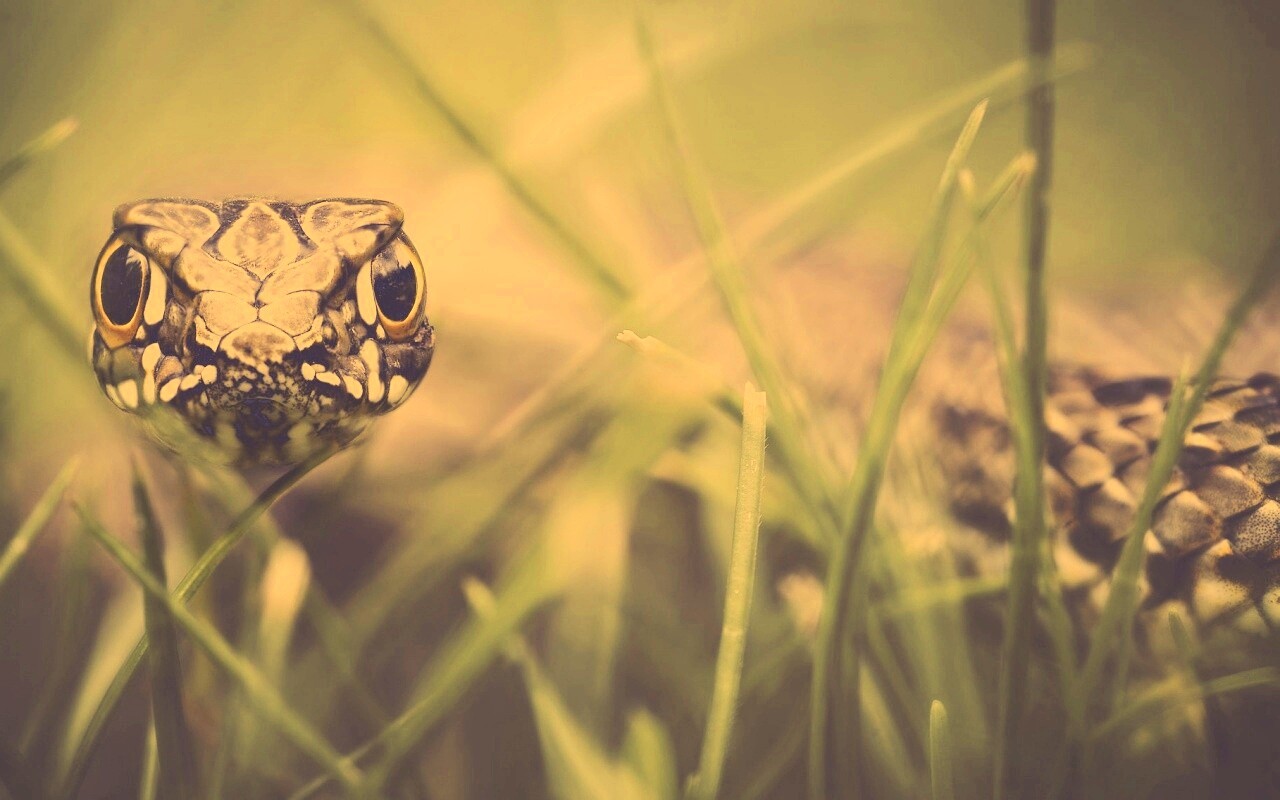 Змея в траве обои