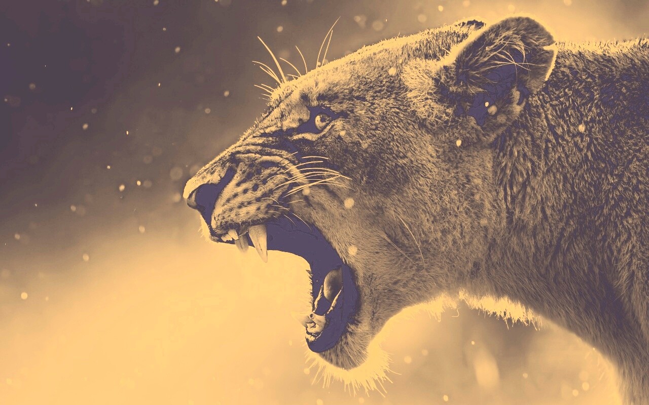 Грозный львиный рык обои