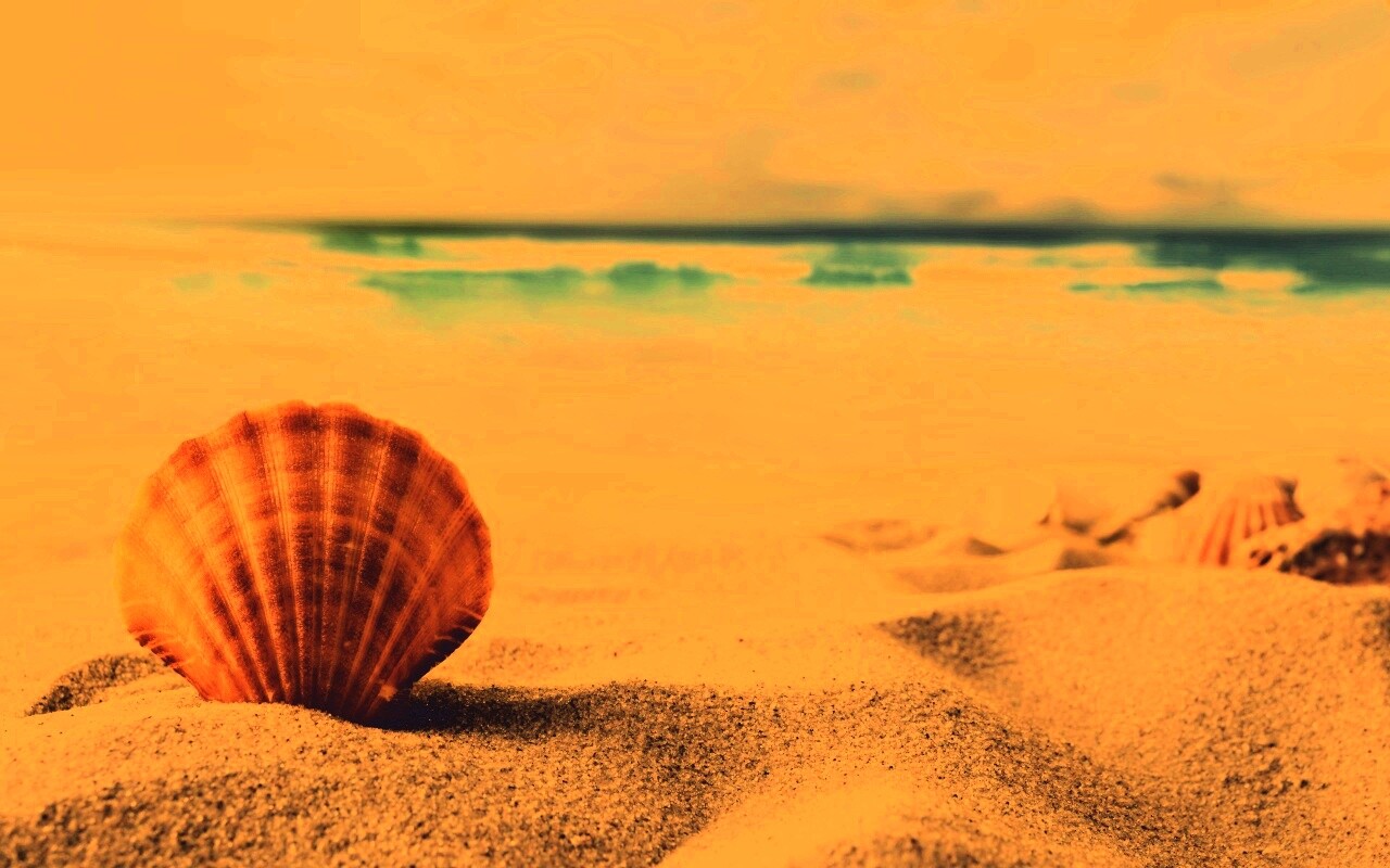 Раковина на летнем бережке обои