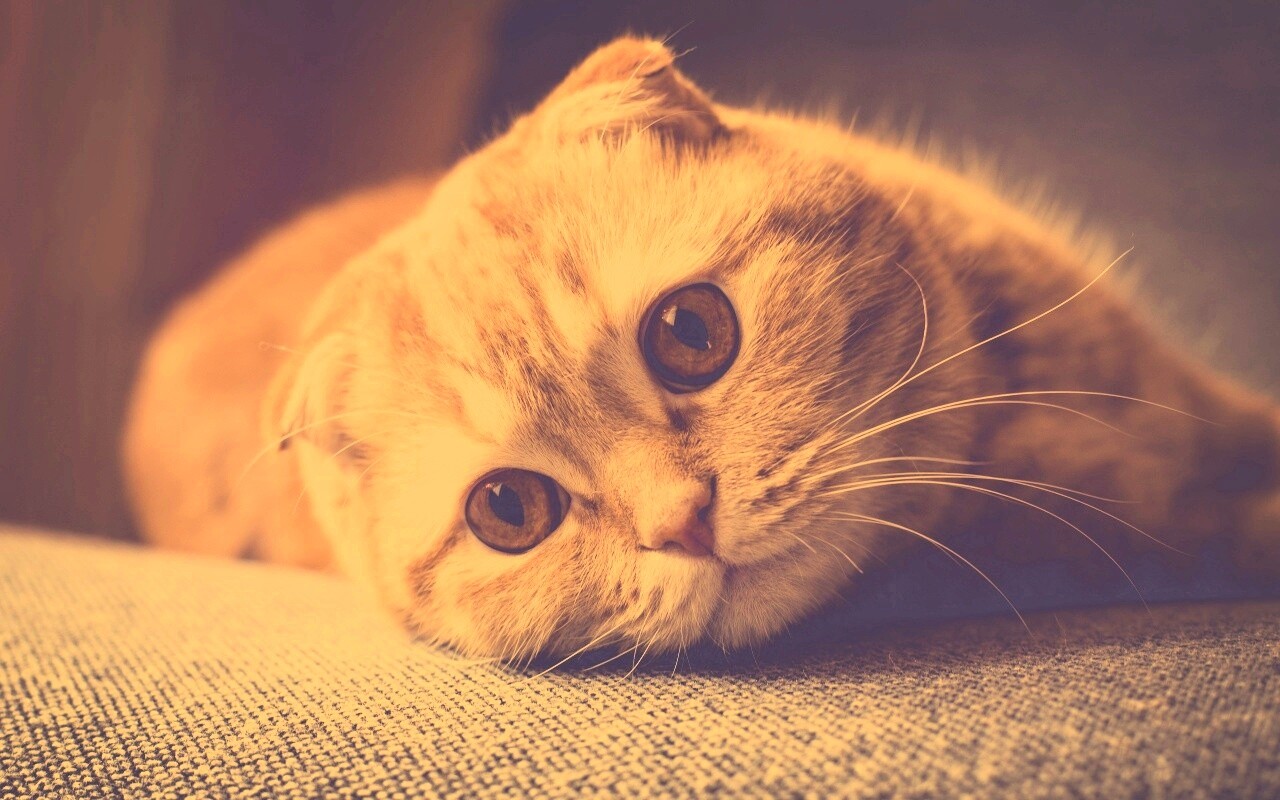 Скоттиш фолд рыжий обои