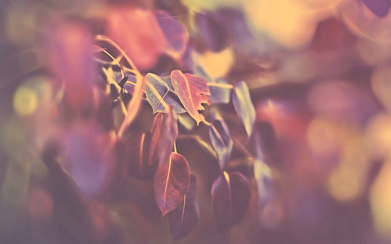 Фиолетовые листья обои