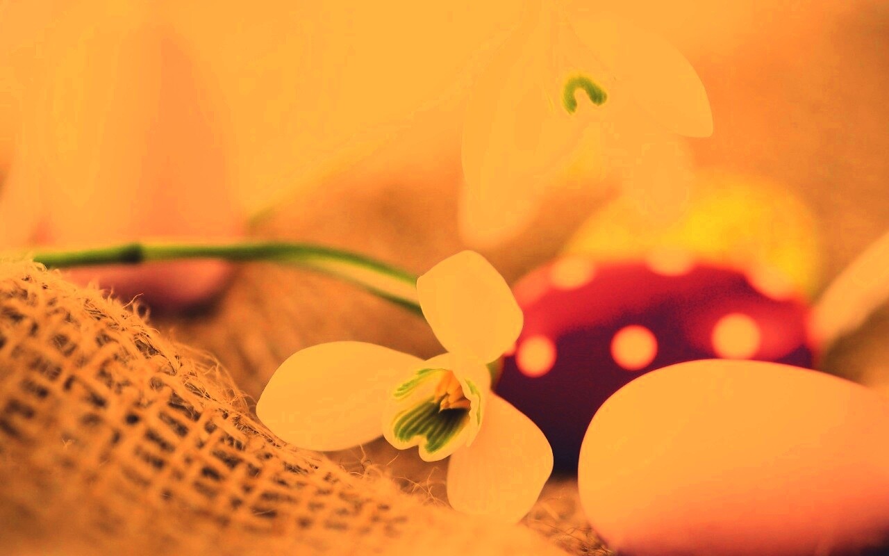 Белый цветок и яйца обои