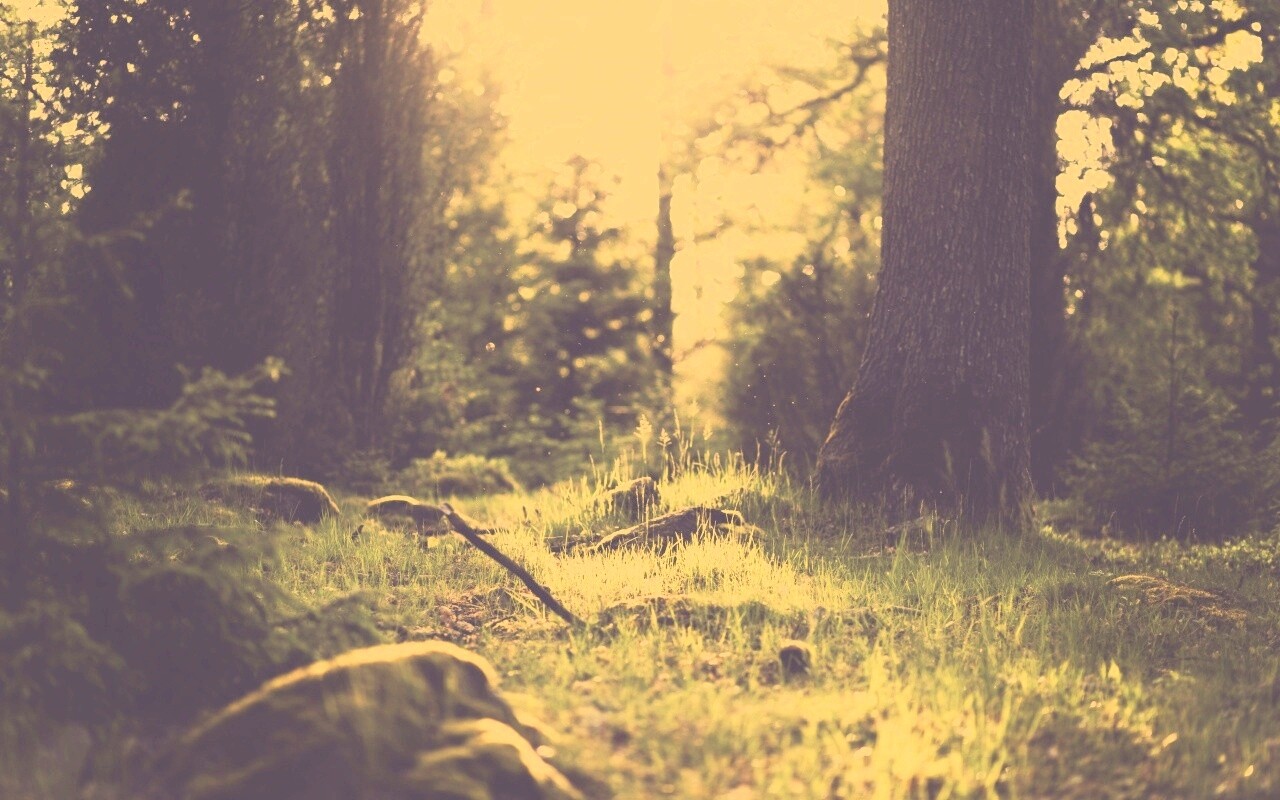 Лето в лесу обои
