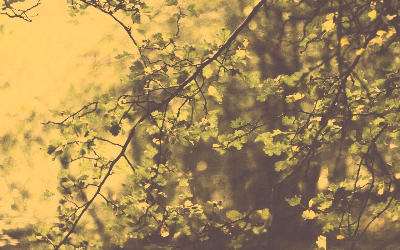 Дубовая зеленая листва обои