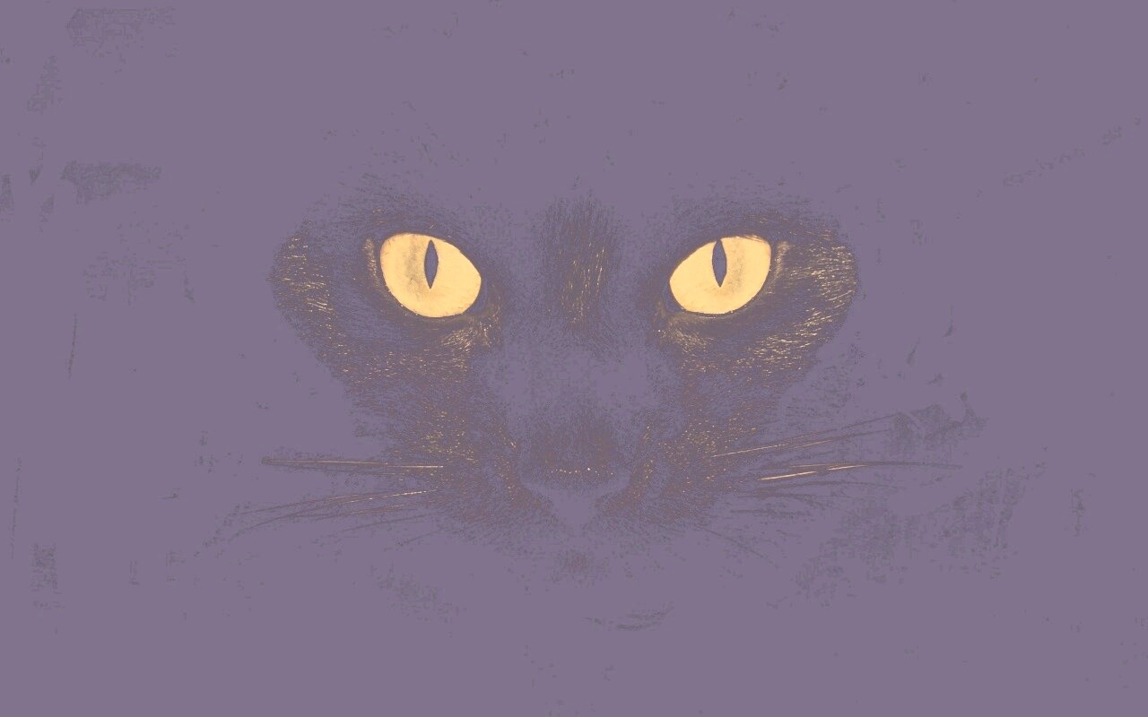 Черный кот обои