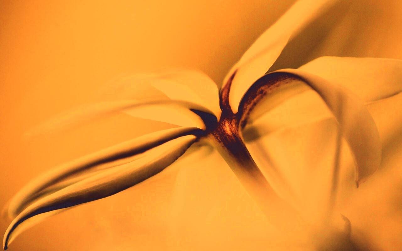 Цветок обои