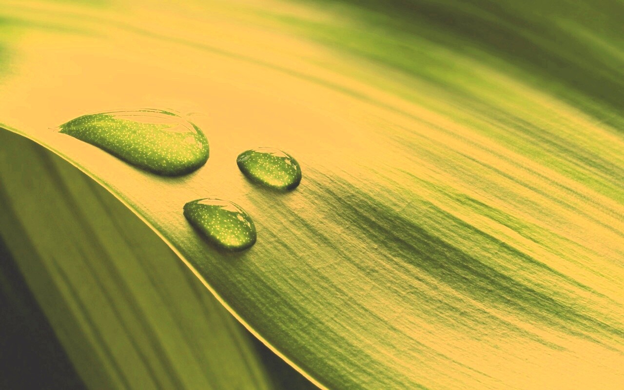 Капли на зеленом листе обои