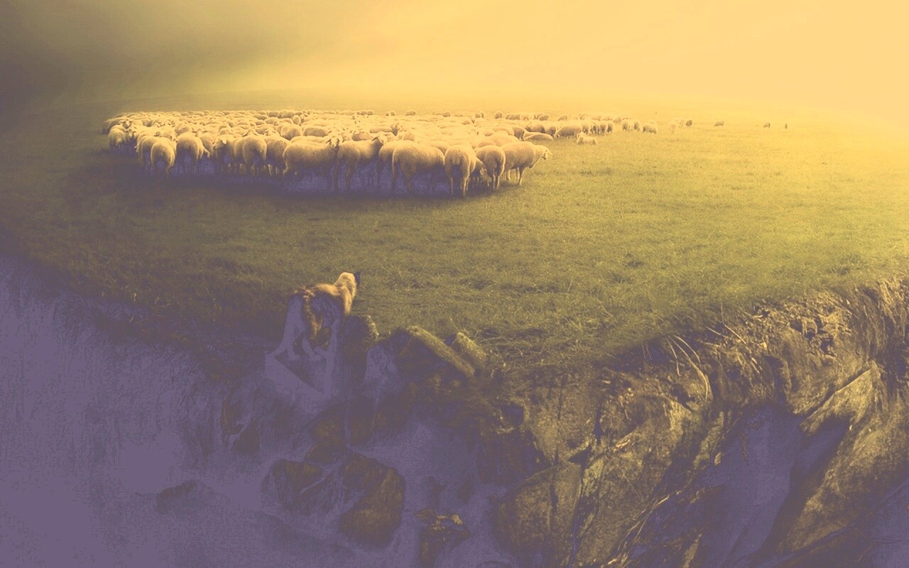 Волк и овцы обои