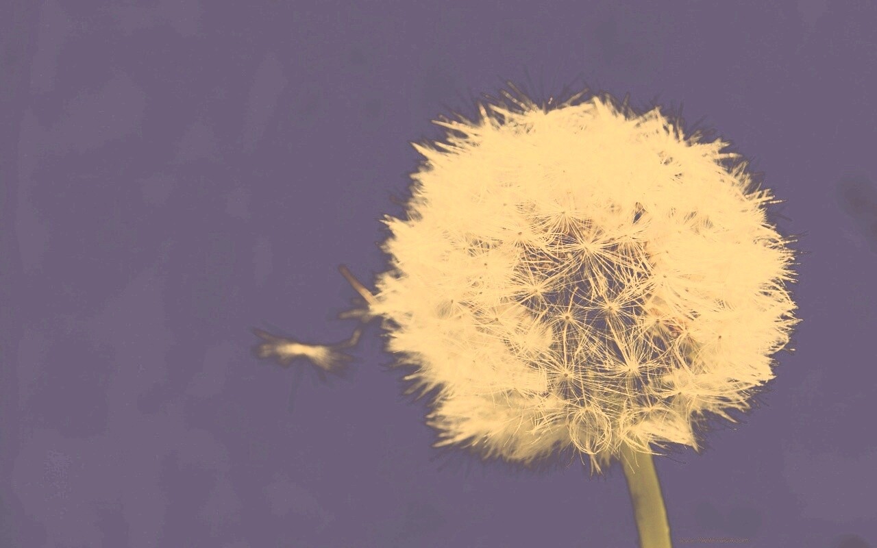 Одуванчик обои
