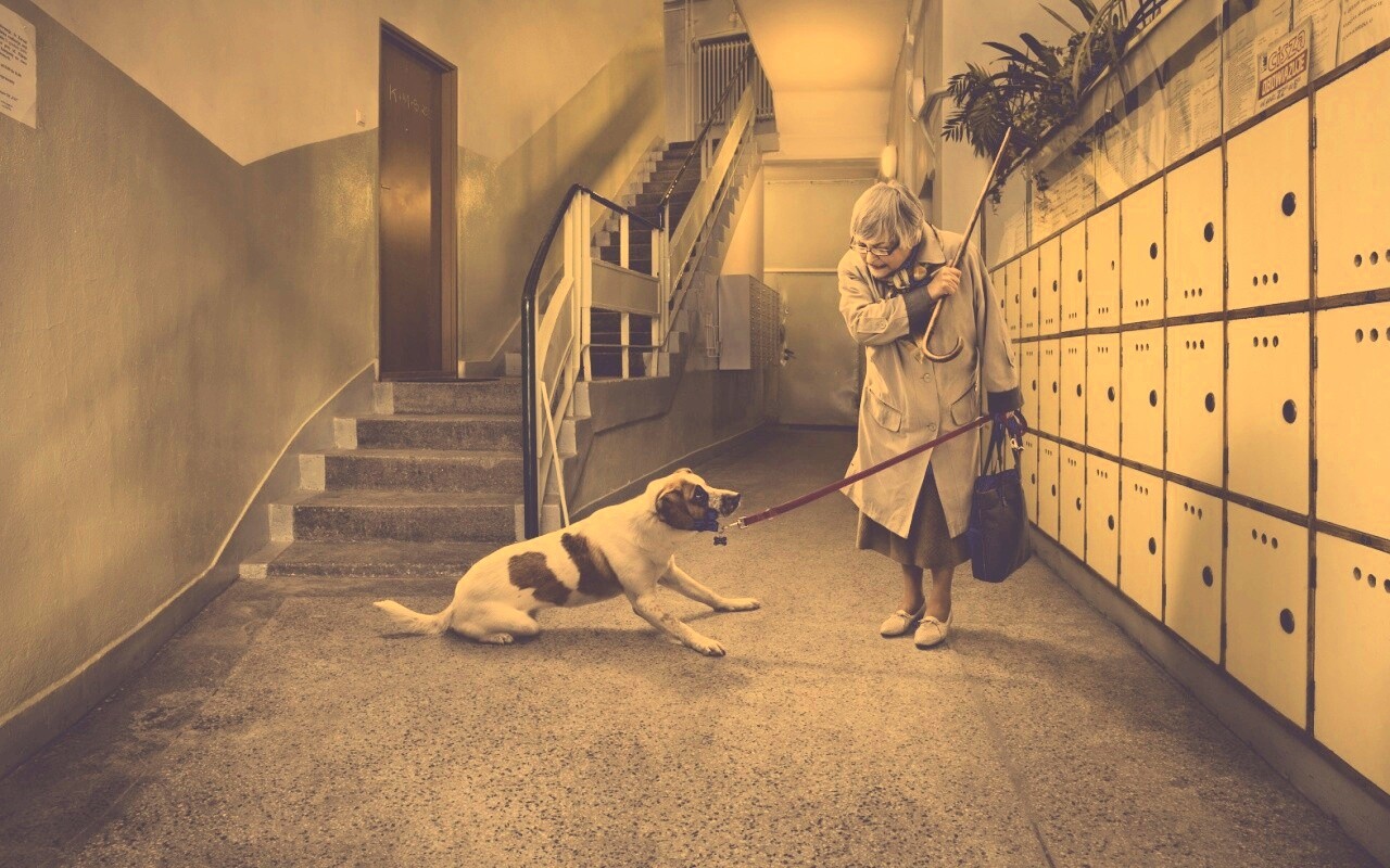 Непослушная собака обои