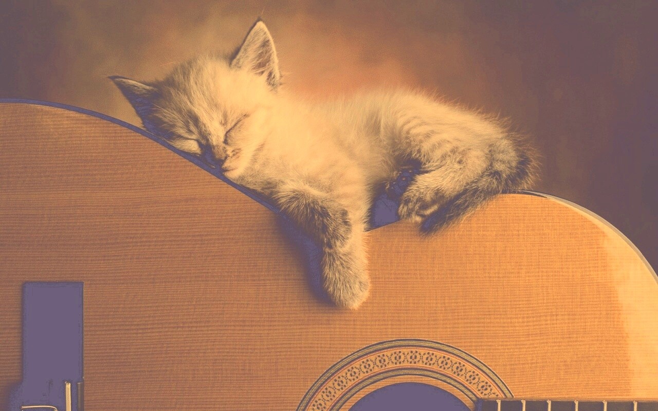 Котенок на гитаре обои