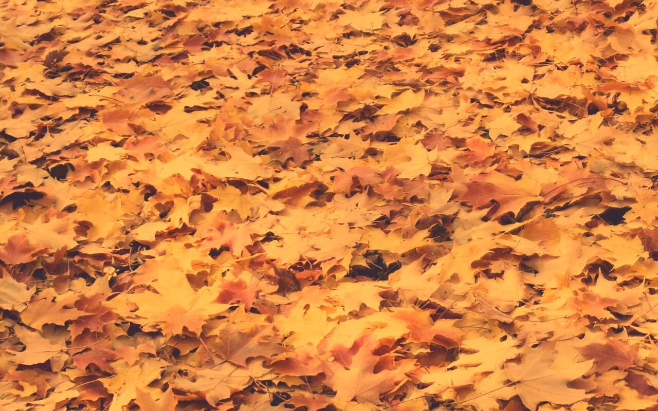 Листья клена обои