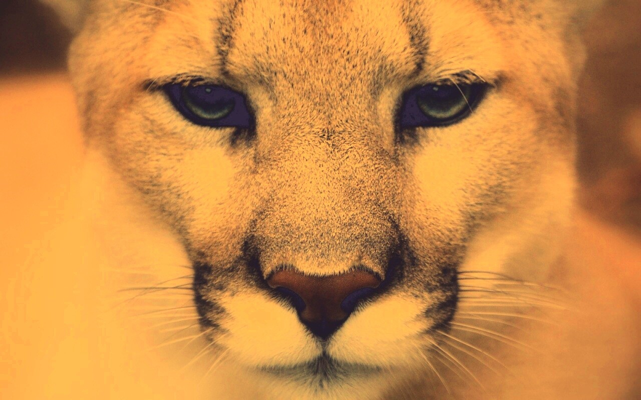 Взгляд большой кошки обои