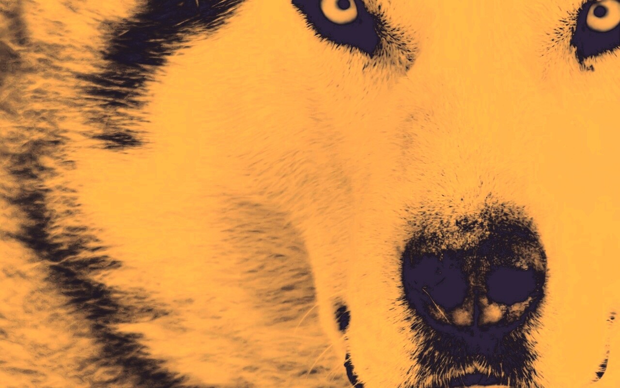 Сибирский хаски обои