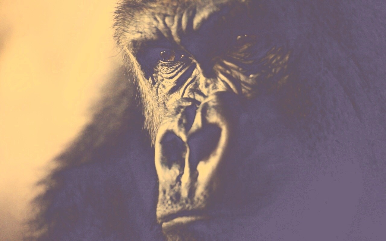 Фото орангутанга обои