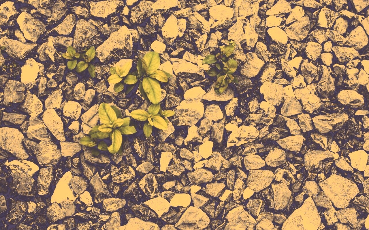 Цветы среди камней обои