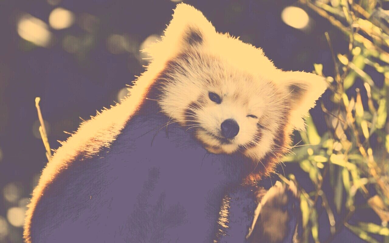Красная панда подмигивает обои