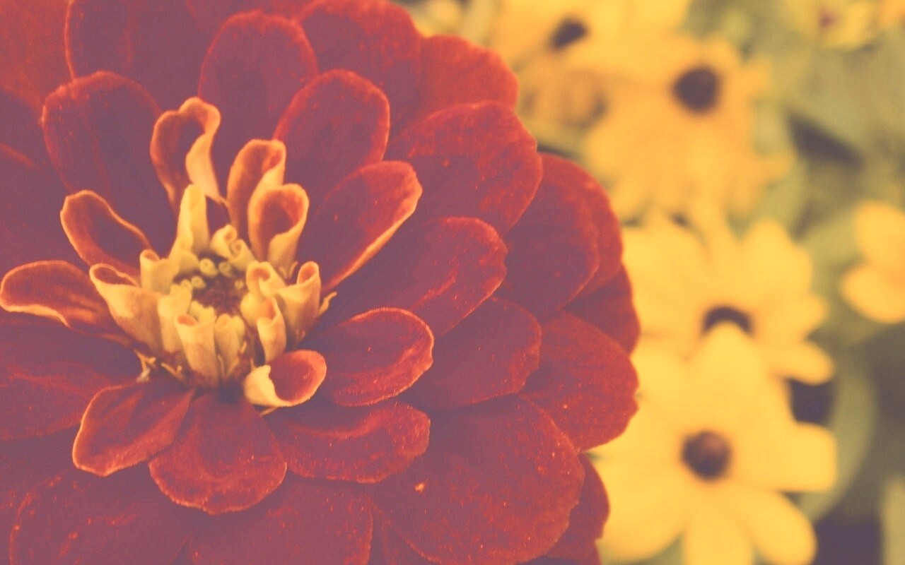 Красный цветок обои