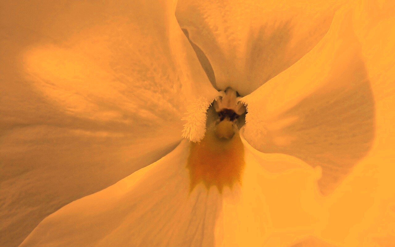 Ложе цветка обои