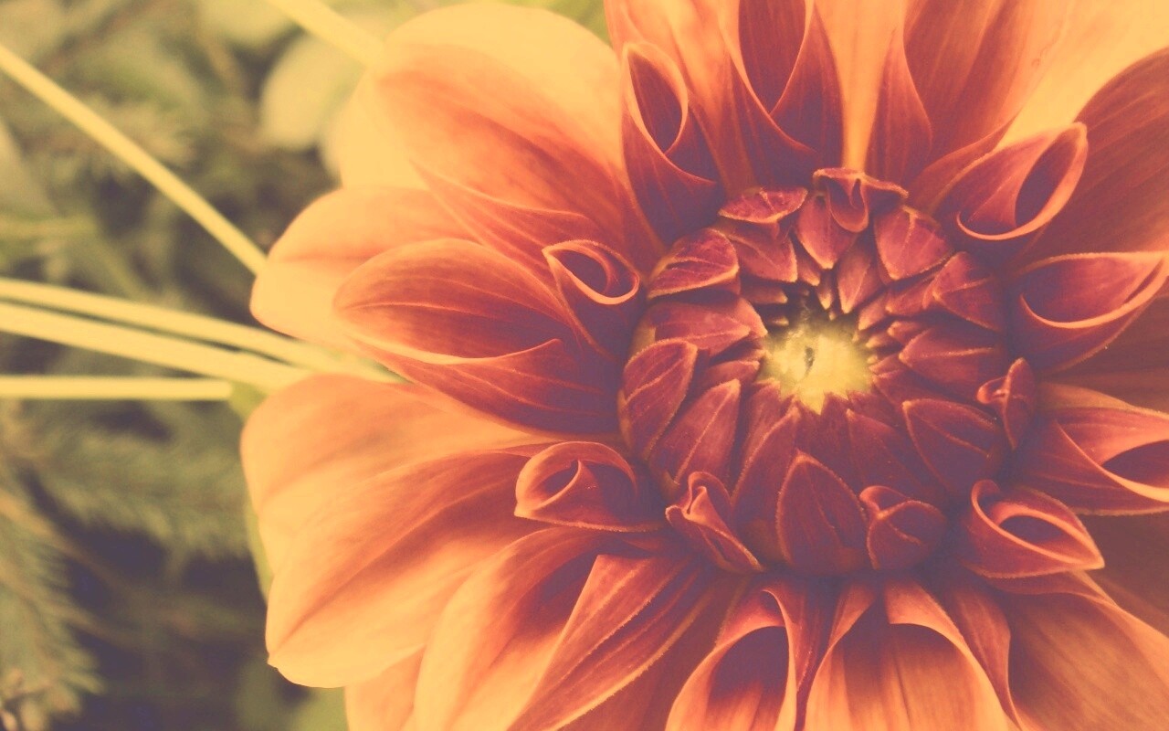 Аленький цветочек обои