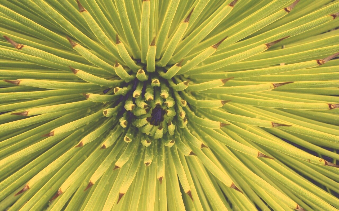 Хищный цветок обои