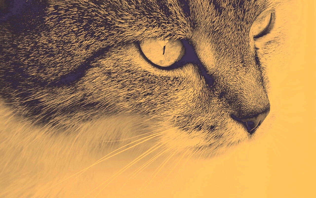 Очень красивый кот обои