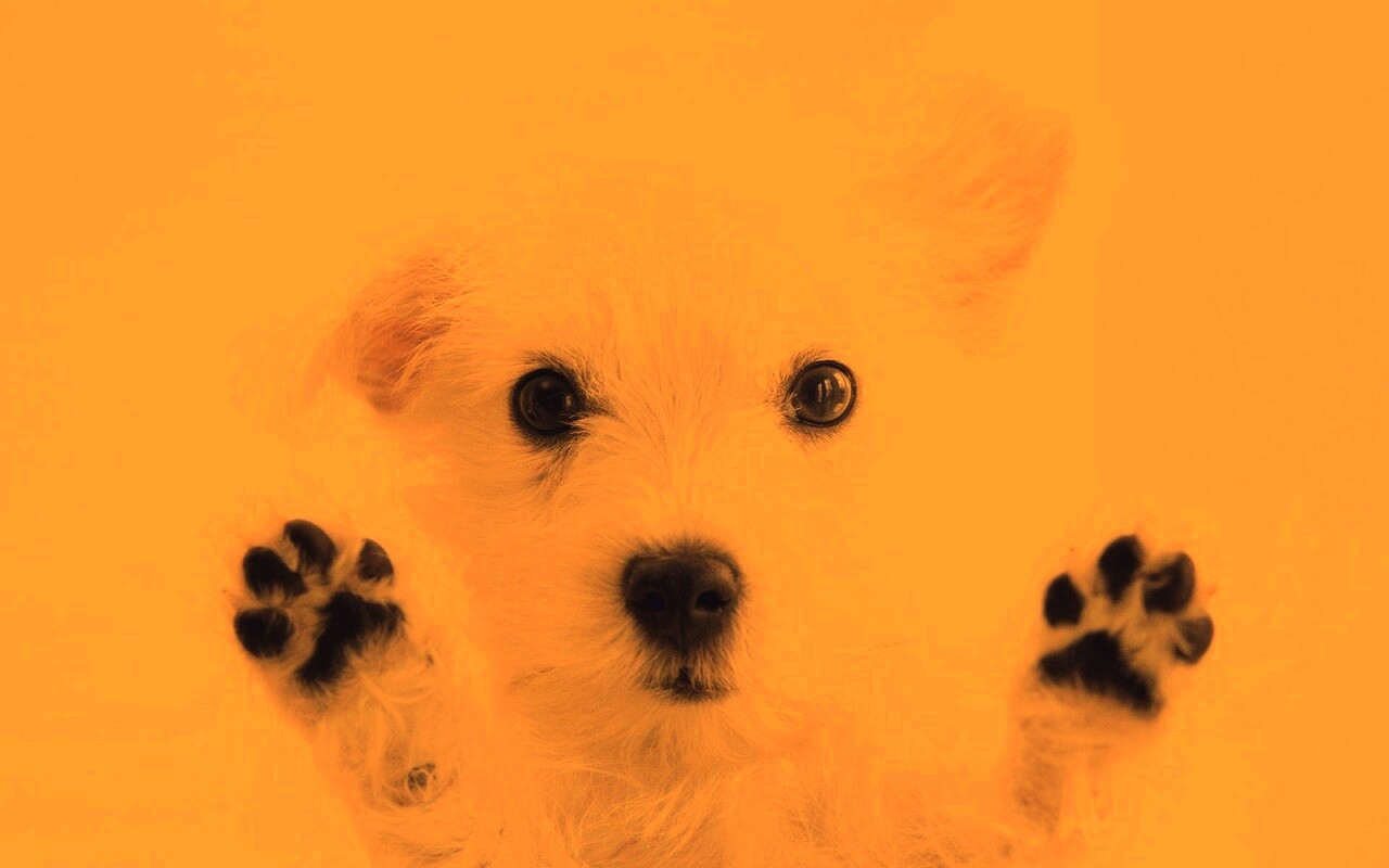 Белый любознательный щенок обои