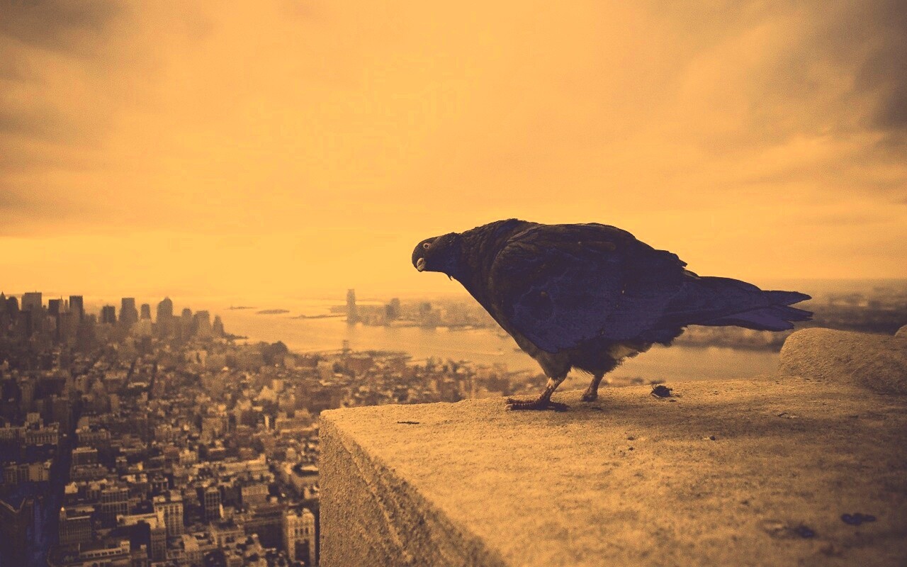 Любознательный голубь обои