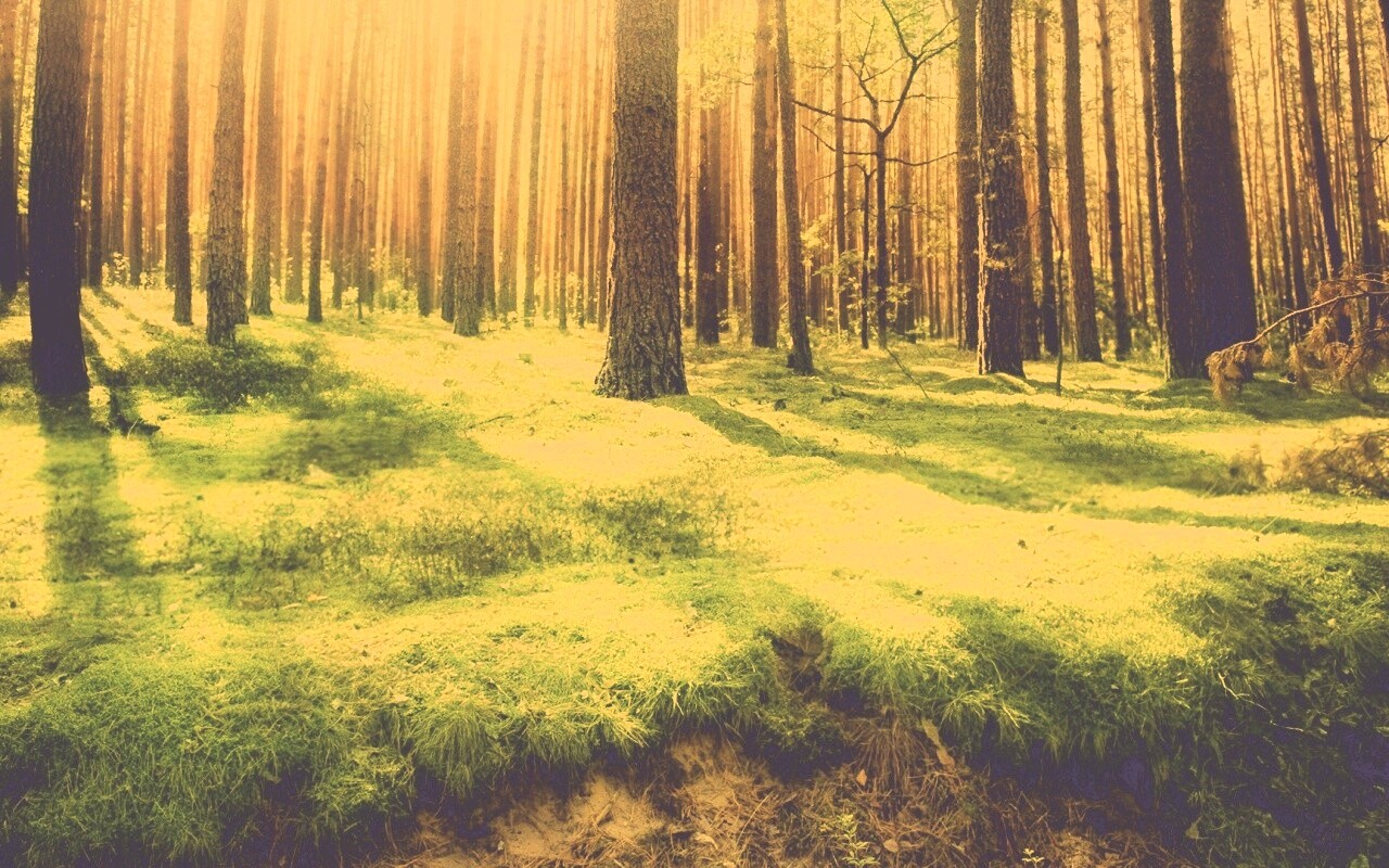 Солнечный лес обои