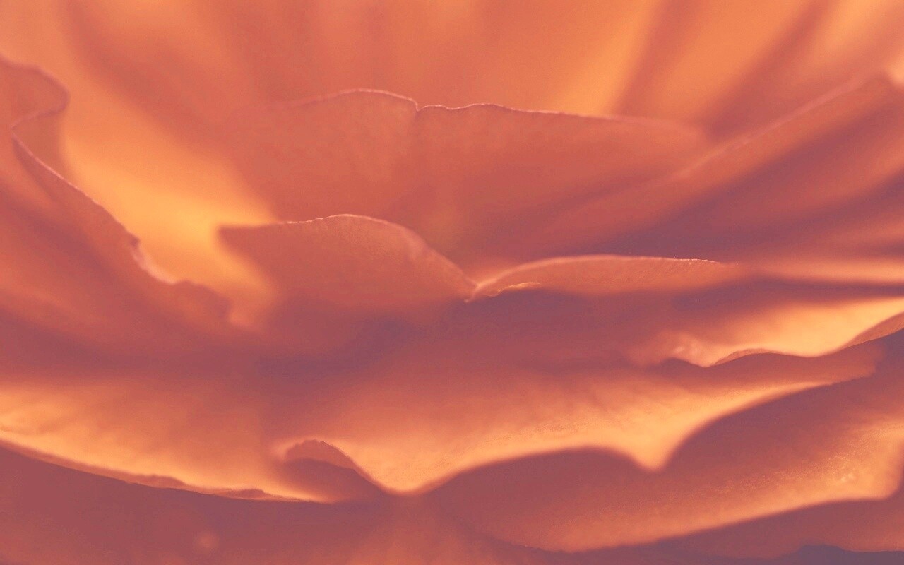 Лепестки красного цветка обои