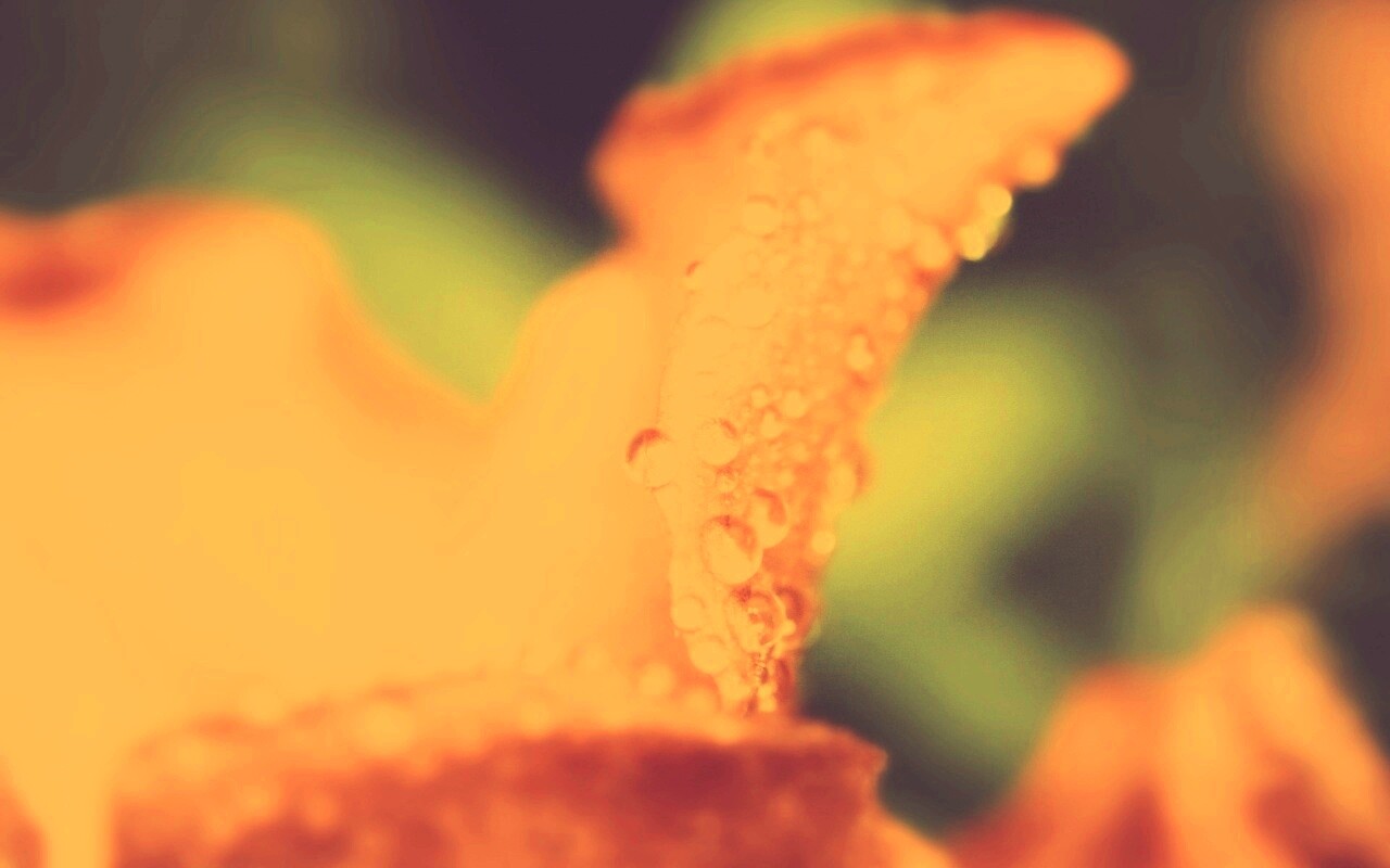 Капли росы на лепестке обои