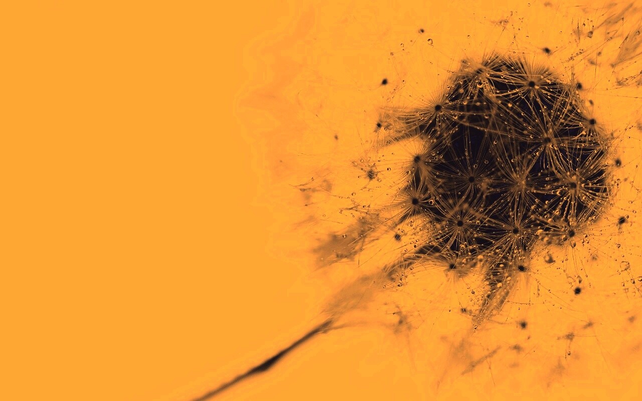 Одуванчик  обои