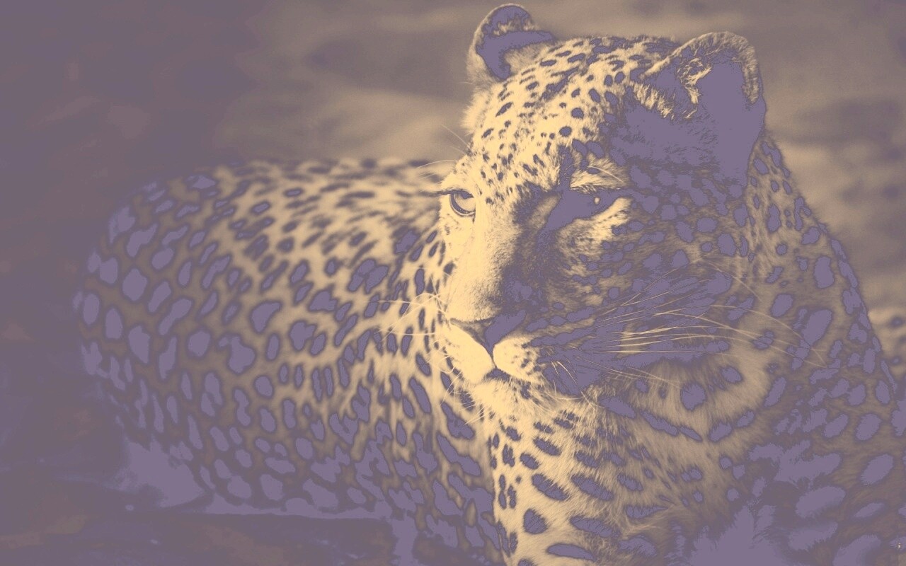 Леопард обои