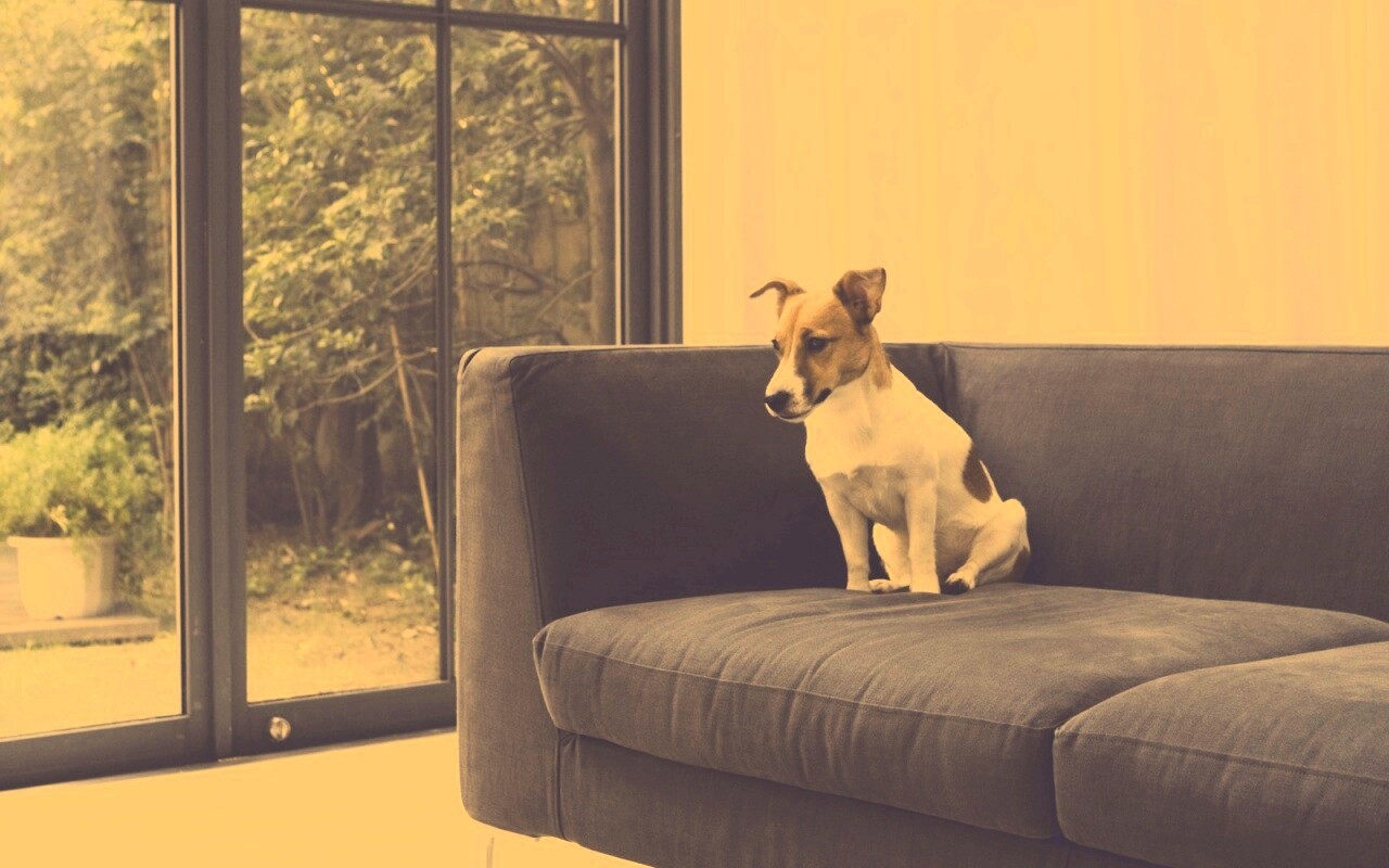 Пес на диване обои