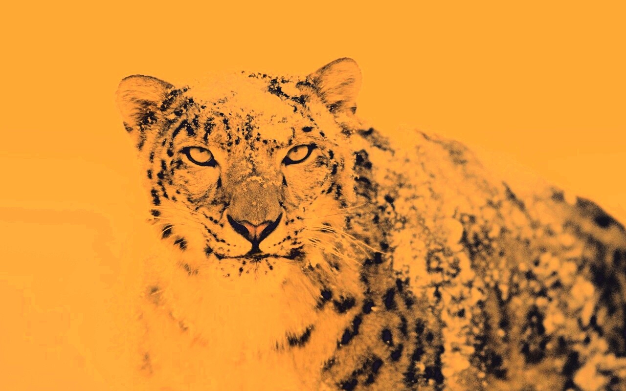 Снежный леопард обои